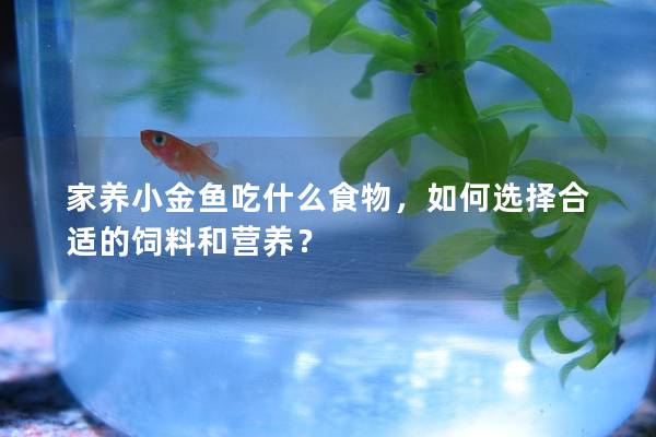 家养小金鱼吃什么食物，如何选择合适的饲料和营养？
