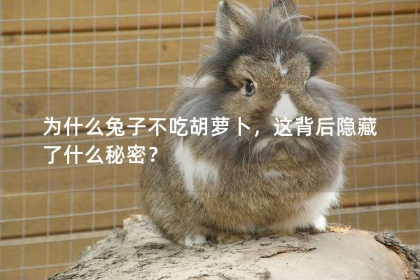 为什么兔子不吃胡萝卜，这背后隐藏了什么秘密？