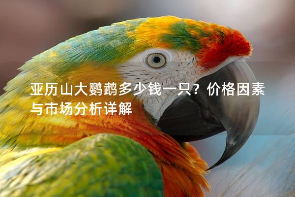 亚历山大鹦鹉多少钱一只？价格因素与市场分析详解