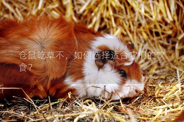 仓鼠吃草不，如何选择适合它们的饮食？