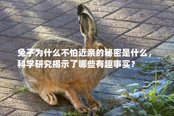兔子为什么不怕近亲的秘密是什么，科学研究揭示了哪些有趣事实？