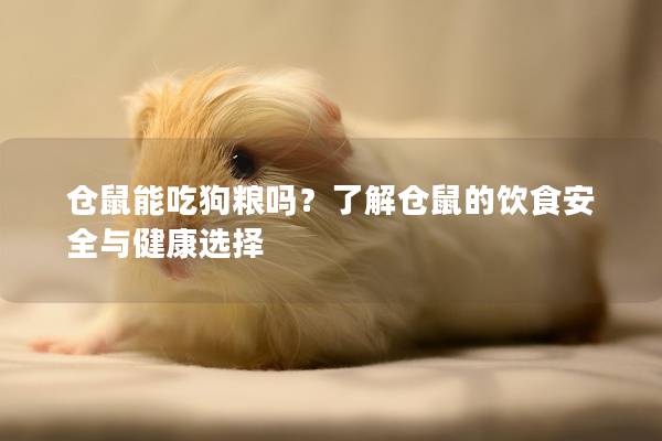 仓鼠能吃狗粮吗？了解仓鼠的饮食安全与健康选择