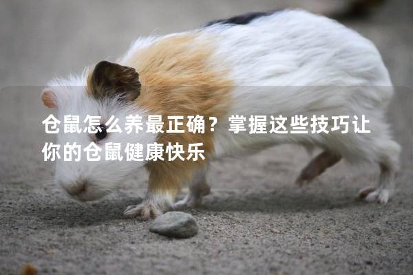 仓鼠怎么养最正确？掌握这些技巧让你的仓鼠健康快乐