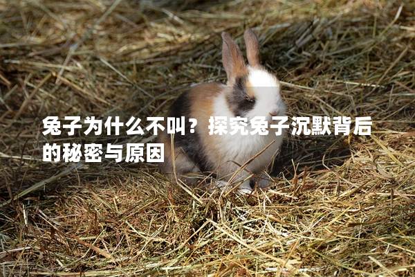 兔子为什么不叫？探究兔子沉默背后的秘密与原因