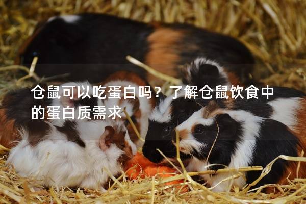 仓鼠可以吃蛋白吗？了解仓鼠饮食中的蛋白质需求