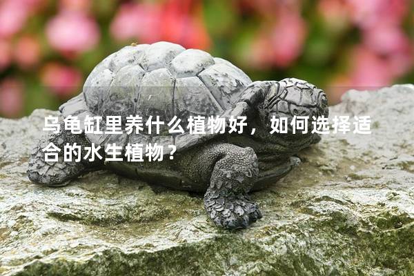 乌龟缸里养什么植物好，如何选择适合的水生植物？