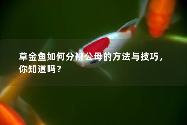 草金鱼如何分辨公母的方法与技巧，你知道吗？