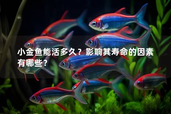 小金鱼能活多久？影响其寿命的因素有哪些？