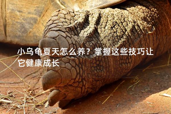 小乌龟夏天怎么养？掌握这些技巧让它健康成长