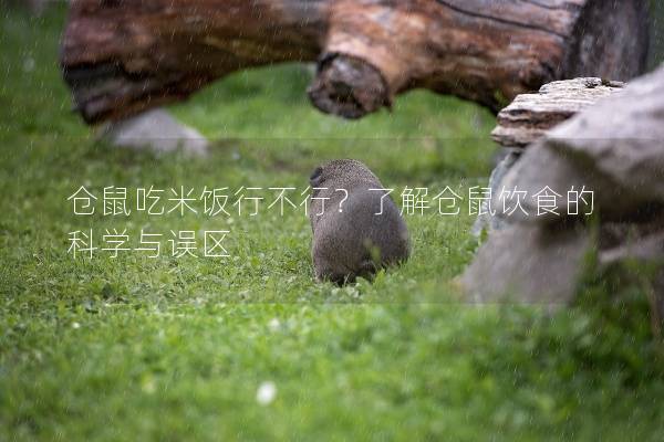 仓鼠吃米饭行不行？了解仓鼠饮食的科学与误区