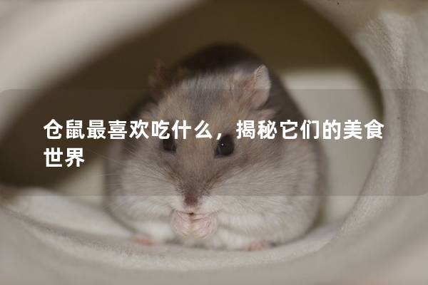 仓鼠最喜欢吃什么，揭秘它们的美食世界