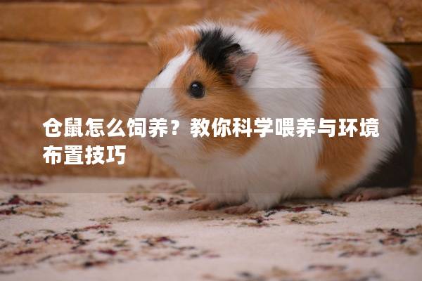 仓鼠怎么饲养？教你科学喂养与环境布置技巧