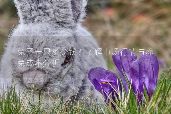 兔子一只多少钱？了解市场行情与养兔成本分析