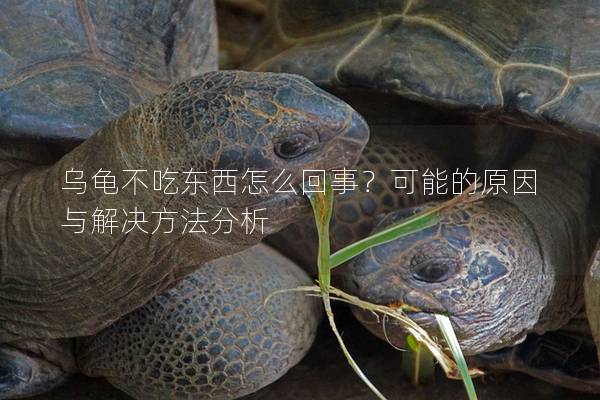 乌龟不吃东西怎么回事？可能的原因与解决方法分析