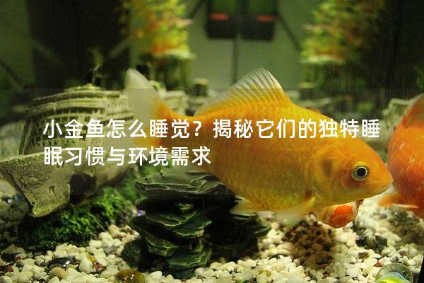 小金鱼怎么睡觉？揭秘它们的独特睡眠习惯与环境需求