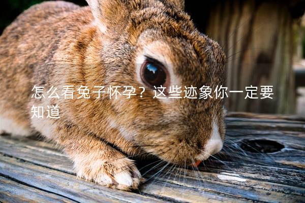 怎么看兔子怀孕？这些迹象你一定要知道