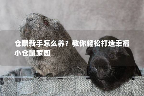 仓鼠新手怎么养？教你轻松打造幸福小仓鼠家园