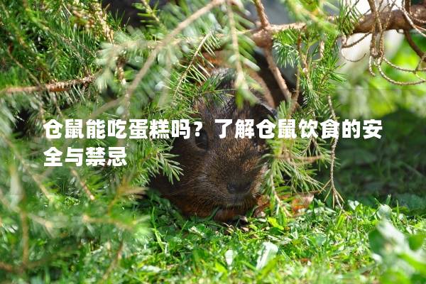 仓鼠能吃蛋糕吗？了解仓鼠饮食的安全与禁忌