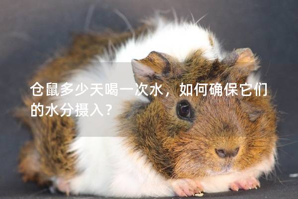 仓鼠多少天喝一次水，如何确保它们的水分摄入？