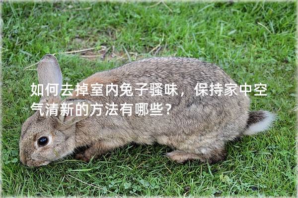 如何去掉室内兔子骚味，保持家中空气清新的方法有哪些？