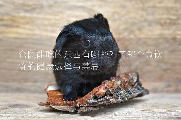 仓鼠能吃的东西有哪些？了解仓鼠饮食的健康选择与禁忌