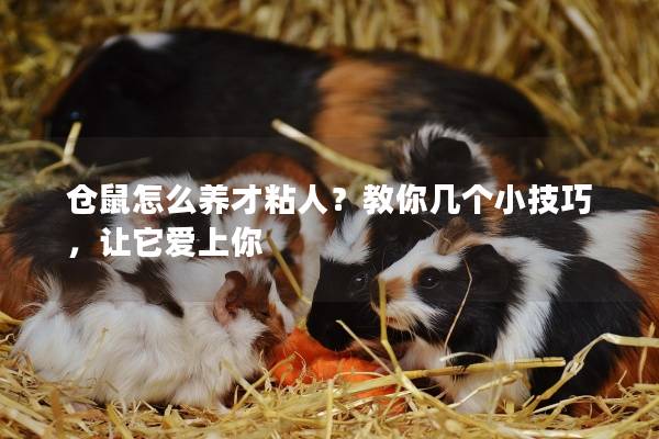 仓鼠怎么养才粘人？教你几个小技巧，让它爱上你