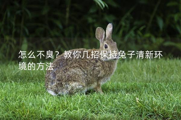 怎么不臭？教你几招保持兔子清新环境的方法