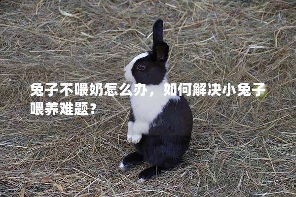 兔子不喂奶怎么办，如何解决小兔子喂养难题？