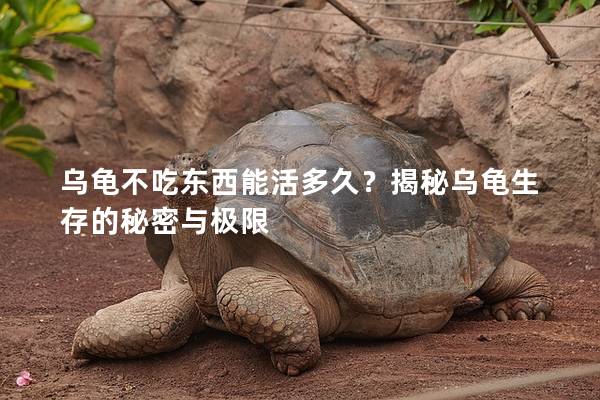 乌龟不吃东西能活多久？揭秘乌龟生存的秘密与极限
