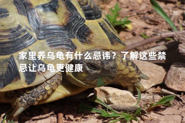 家里养乌龟有什么忌讳？了解这些禁忌让乌龟更健康