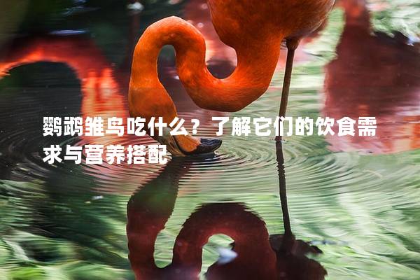鹦鹉雏鸟吃什么？了解它们的饮食需求与营养搭配
