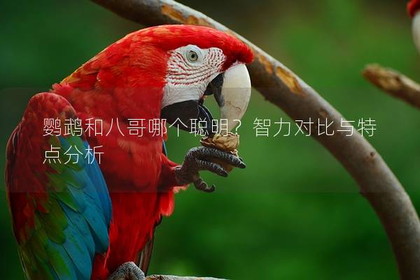 鹦鹉和八哥哪个聪明？智力对比与特点分析