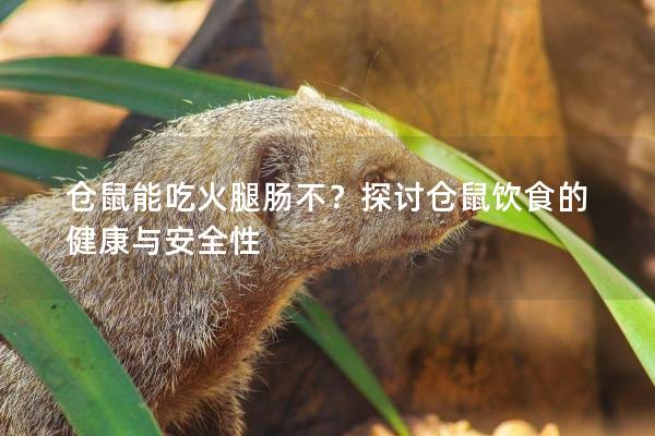仓鼠能吃火腿肠不？探讨仓鼠饮食的健康与安全性