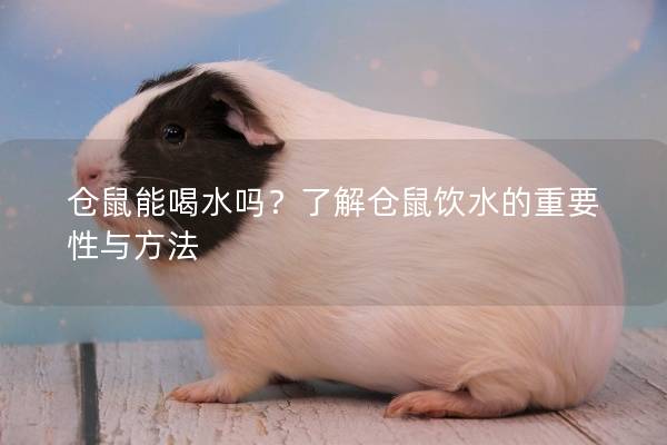 仓鼠能喝水吗？了解仓鼠饮水的重要性与方法