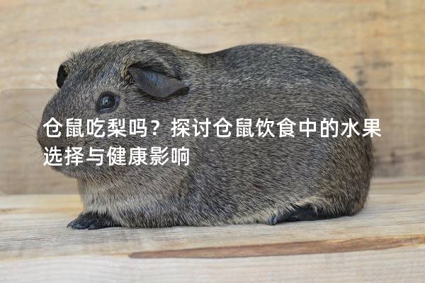 仓鼠吃梨吗？探讨仓鼠饮食中的水果选择与健康影响