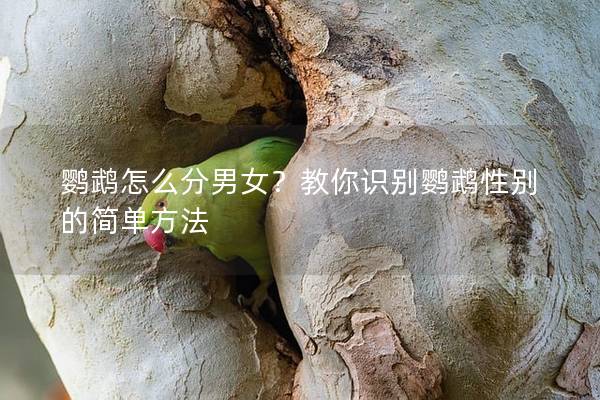 鹦鹉怎么分男女？教你识别鹦鹉性别的简单方法