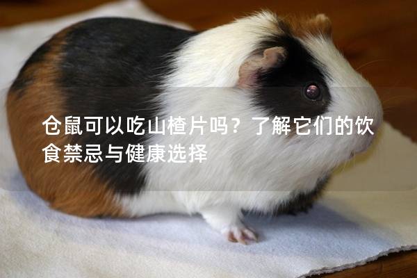 仓鼠可以吃山楂片吗？了解它们的饮食禁忌与健康选择