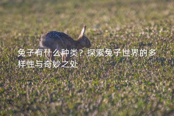 兔子有什么种类？探索兔子世界的多样性与奇妙之处