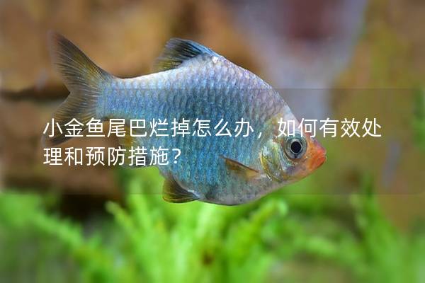 小金鱼尾巴烂掉怎么办，如何有效处理和预防措施？