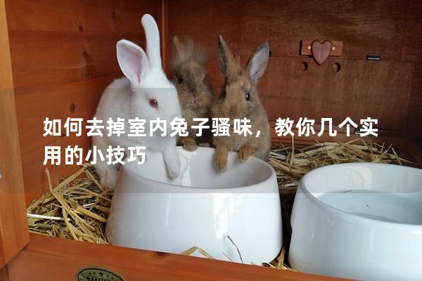 如何去掉室内兔子骚味，教你几个实用的小技巧