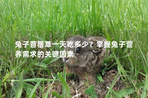 兔子苜蓿草一天吃多少？掌握兔子营养需求的关键因素