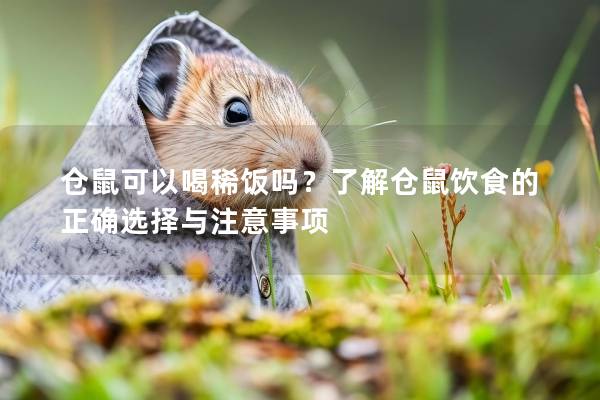 仓鼠可以喝稀饭吗？了解仓鼠饮食的正确选择与注意事项