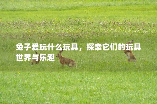 兔子爱玩什么玩具，探索它们的玩具世界与乐趣