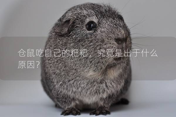 仓鼠吃自己的粑粑，究竟是出于什么原因？