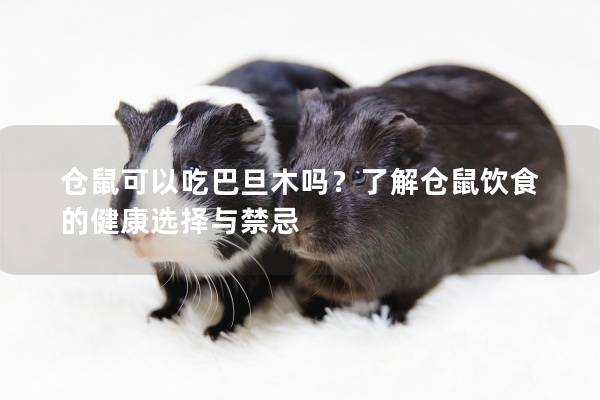 仓鼠可以吃巴旦木吗？了解仓鼠饮食的健康选择与禁忌