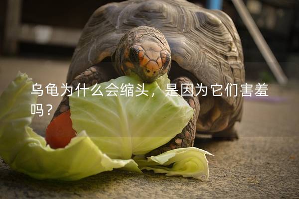 乌龟为什么会缩头，是因为它们害羞吗？