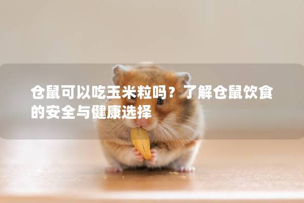 仓鼠可以吃玉米粒吗？了解仓鼠饮食的安全与健康选择
