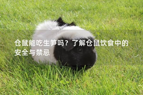 仓鼠能吃生笋吗？了解仓鼠饮食中的安全与禁忌