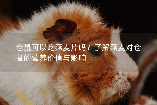 仓鼠可以吃燕麦片吗？了解燕麦对仓鼠的营养价值与影响