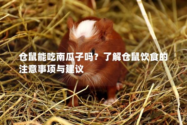 仓鼠能吃南瓜子吗？了解仓鼠饮食的注意事项与建议
